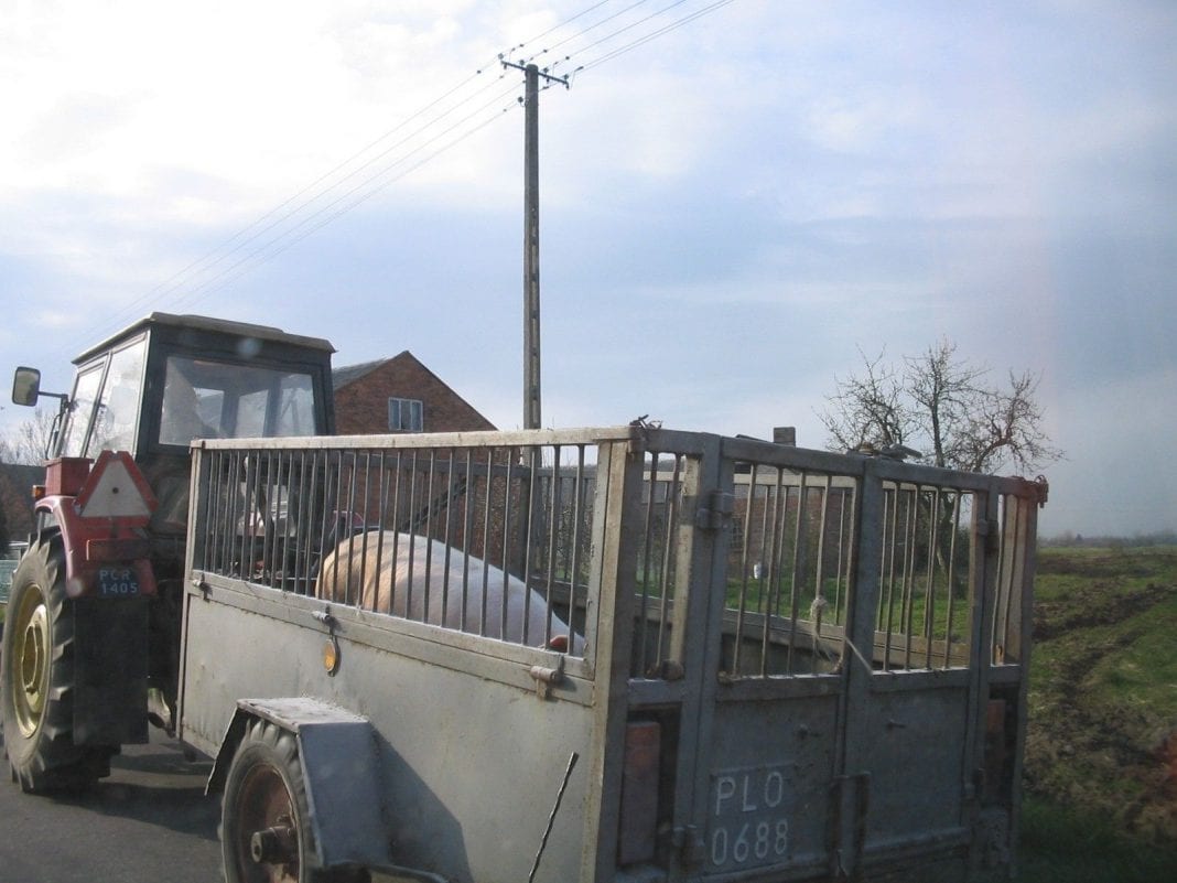 Świnie w drodze na targ