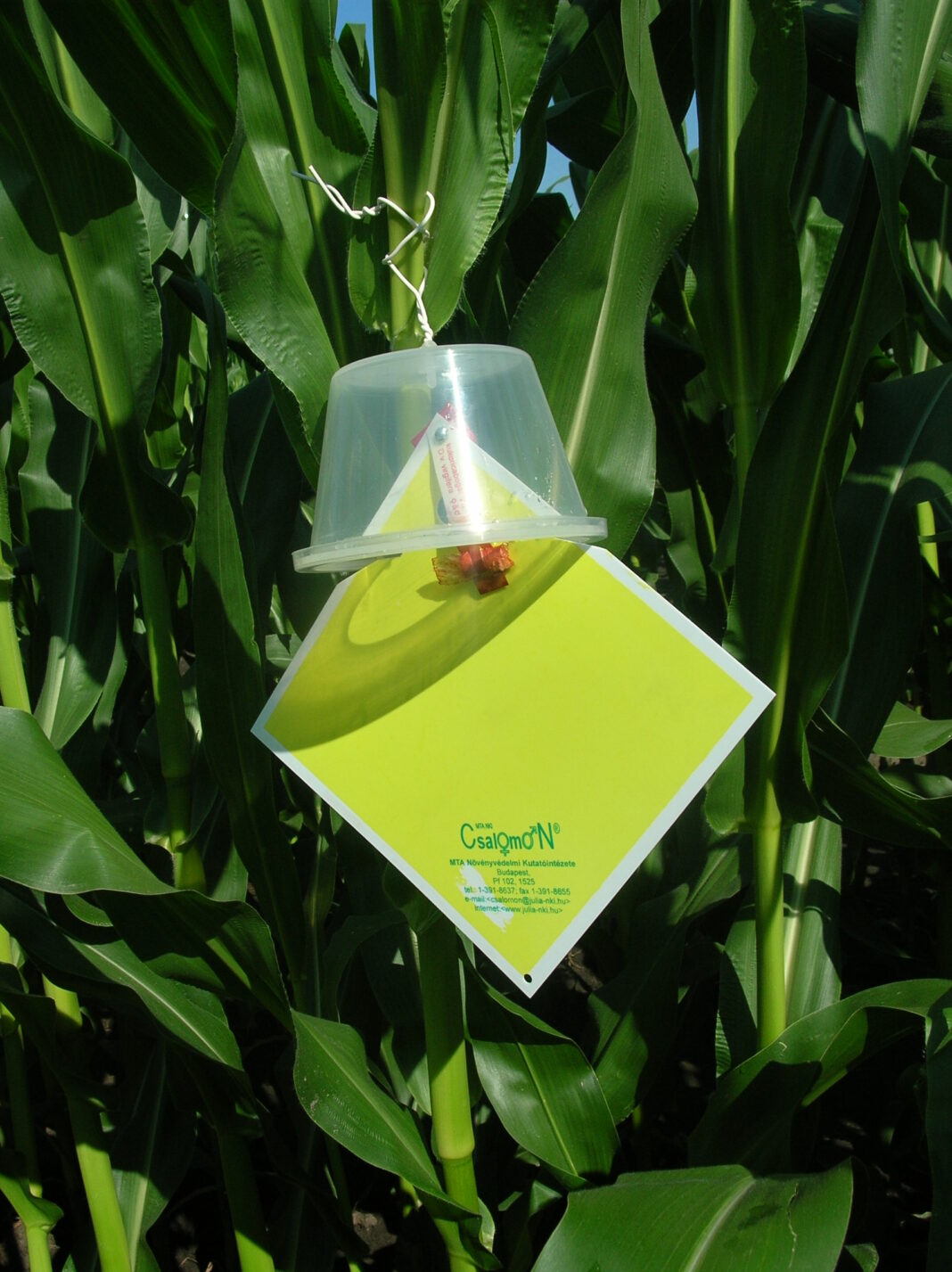 Pułapka kubełkowa z dyspenserem pokarmowym typu KLP do odłowu stonki kukurydzianej (fot. P. Bereś)