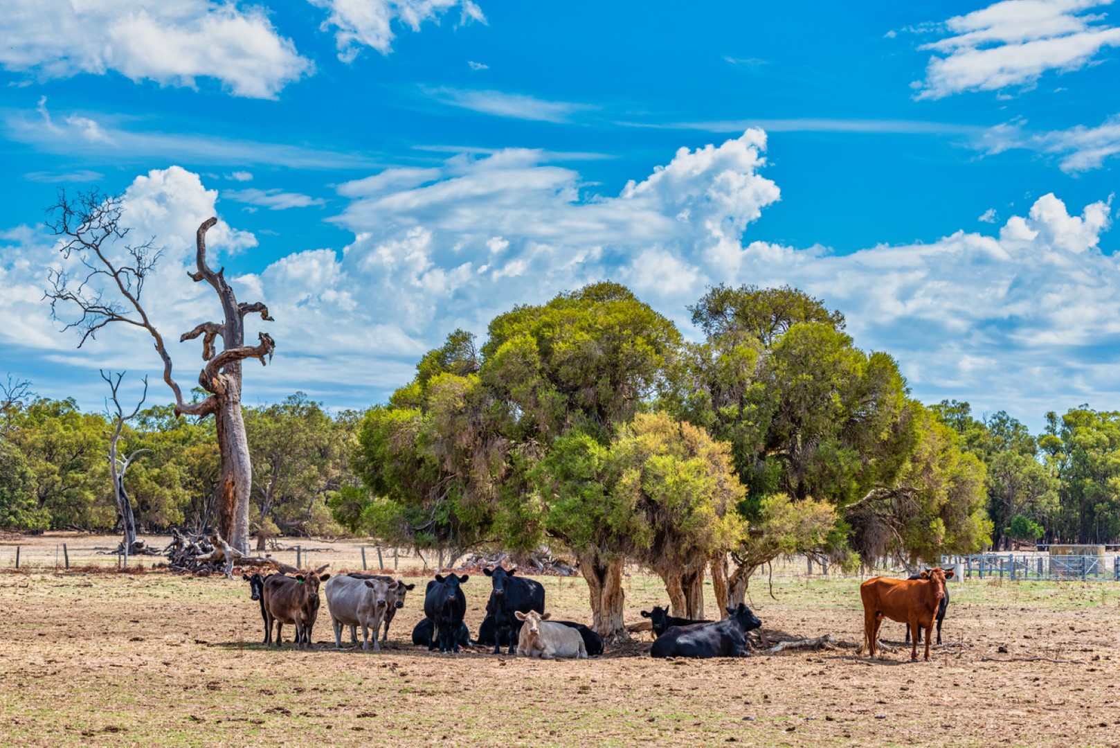bydło australia wypas bydła
