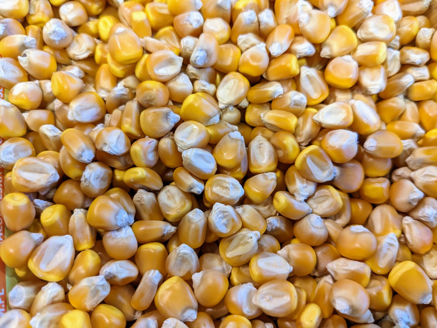 zboże kukurydza