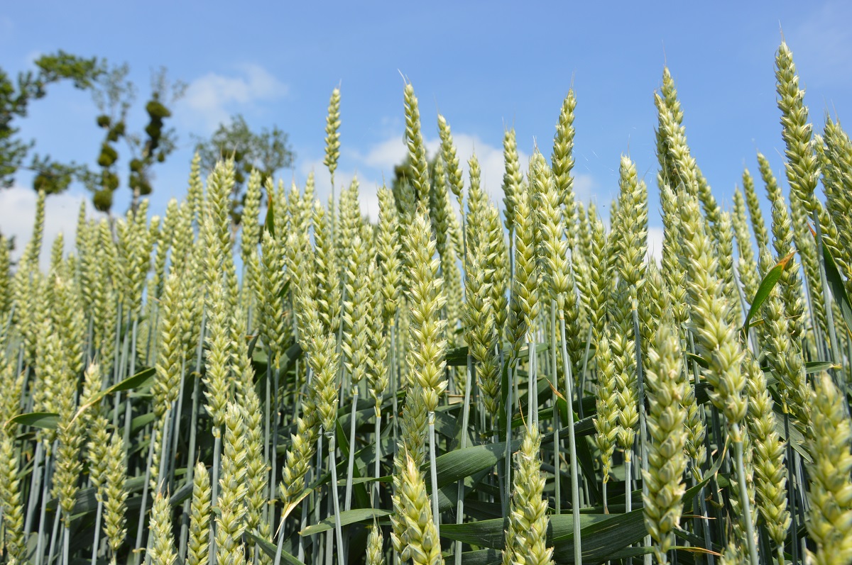 FAO: World record wheat production