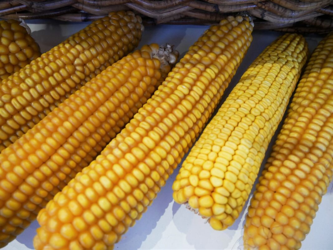 kukurydza zboże