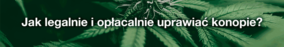 Seminario web sobre cannabis - Banner