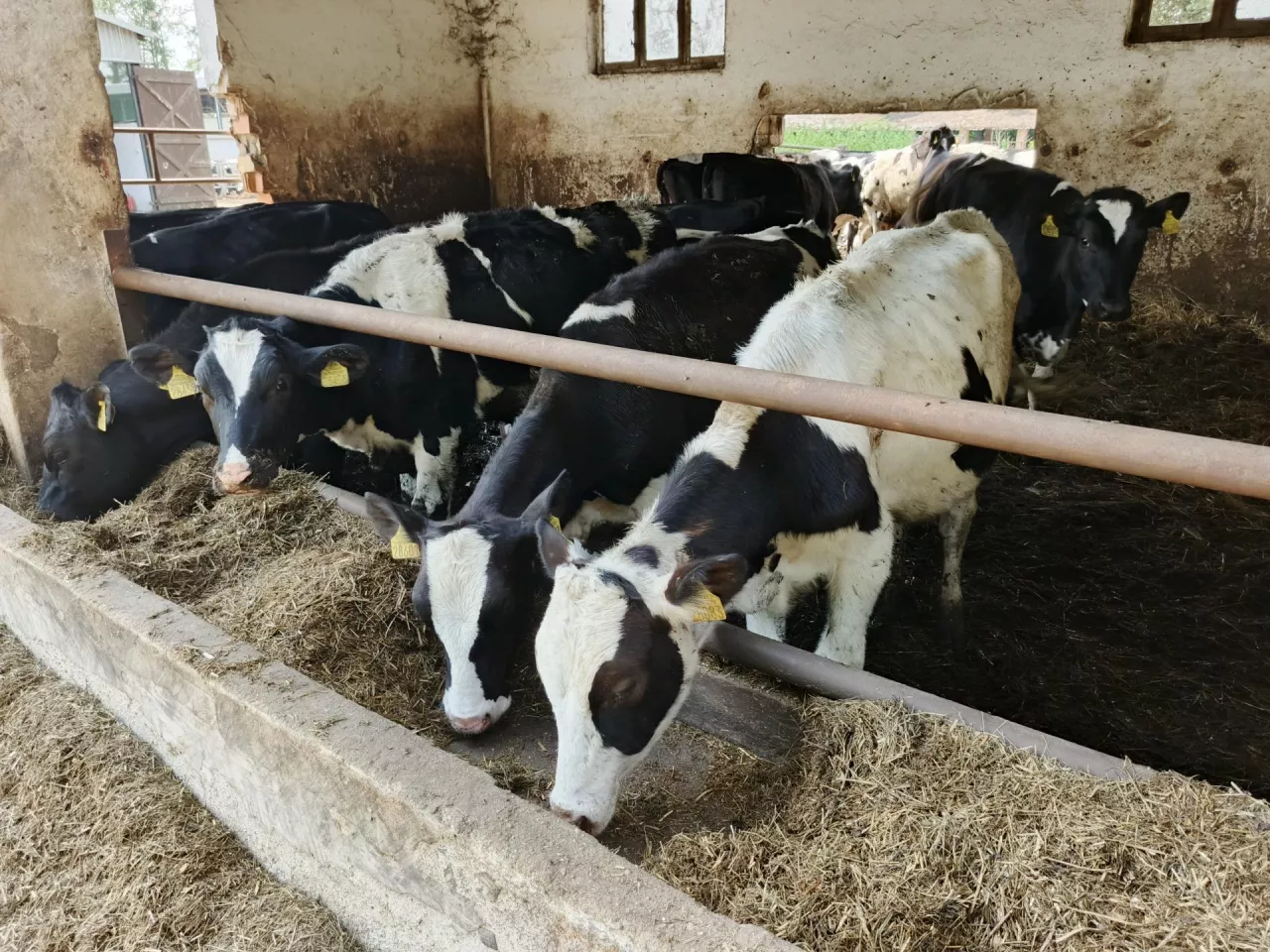2500 ha pól i 700 krów. Bez własnych pasz koszty byłyby ogromne